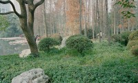 PFC11 City Gardens, Shanghai PRC, man in distance, printed 2011, 1100 x 1100 mm archival digital print, ed 10