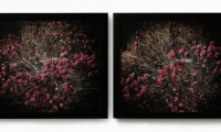 Untitled (Moment) 2002, Geraldton Wax, hand printed photographic diptych, each picture 761 x 887 cm, ed 4
