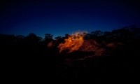 Wombat 03 2006, C-Type, large format 
