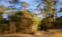 Separation #50, 2009 Bundanon NSW